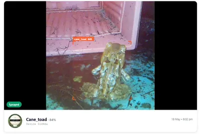 Cane toad detected by ToadTurret AI with bounding box overlay